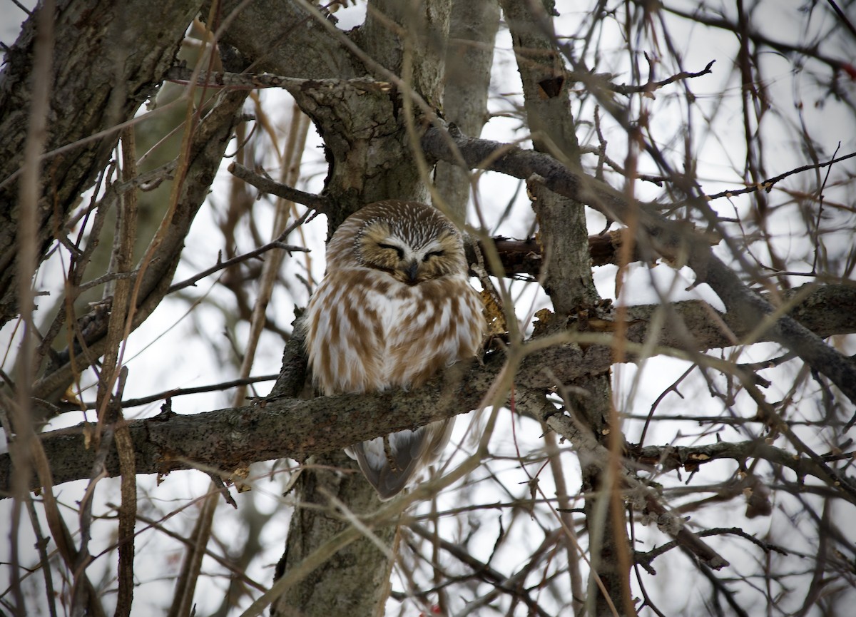 Northern Saw-whet Owl - ML649300020
