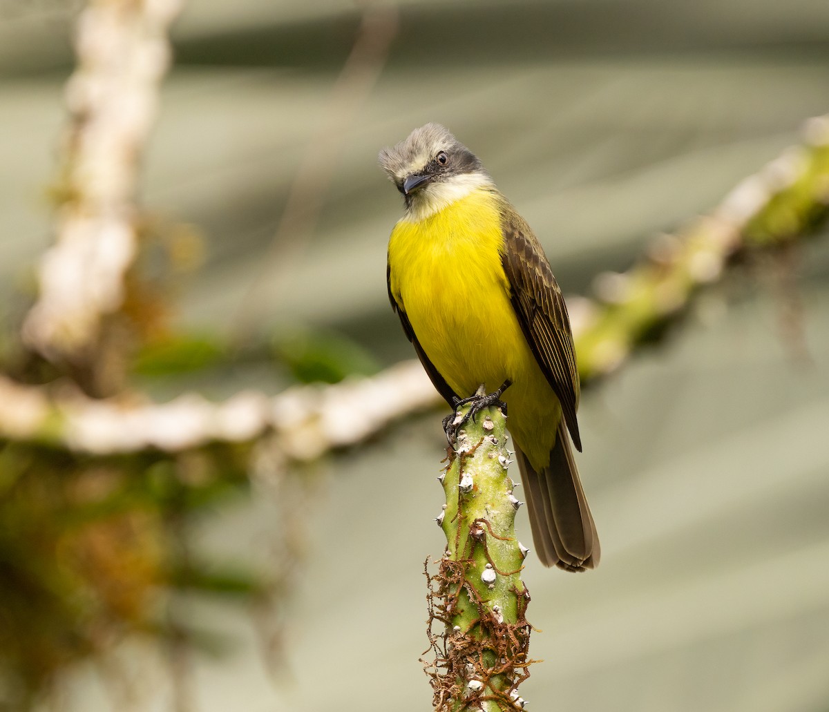 gråkronetyrann - ML649300123