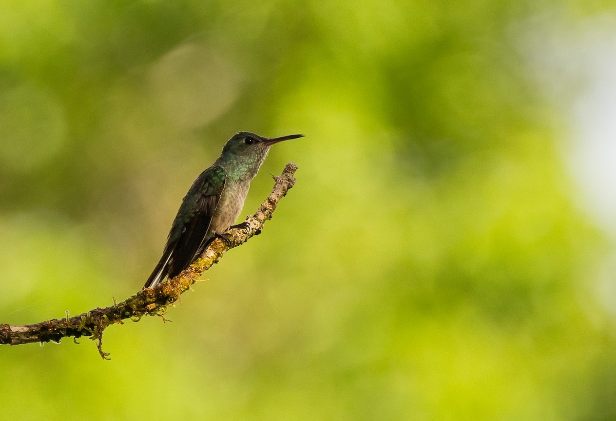 skjellbrystkolibri - ML649300154