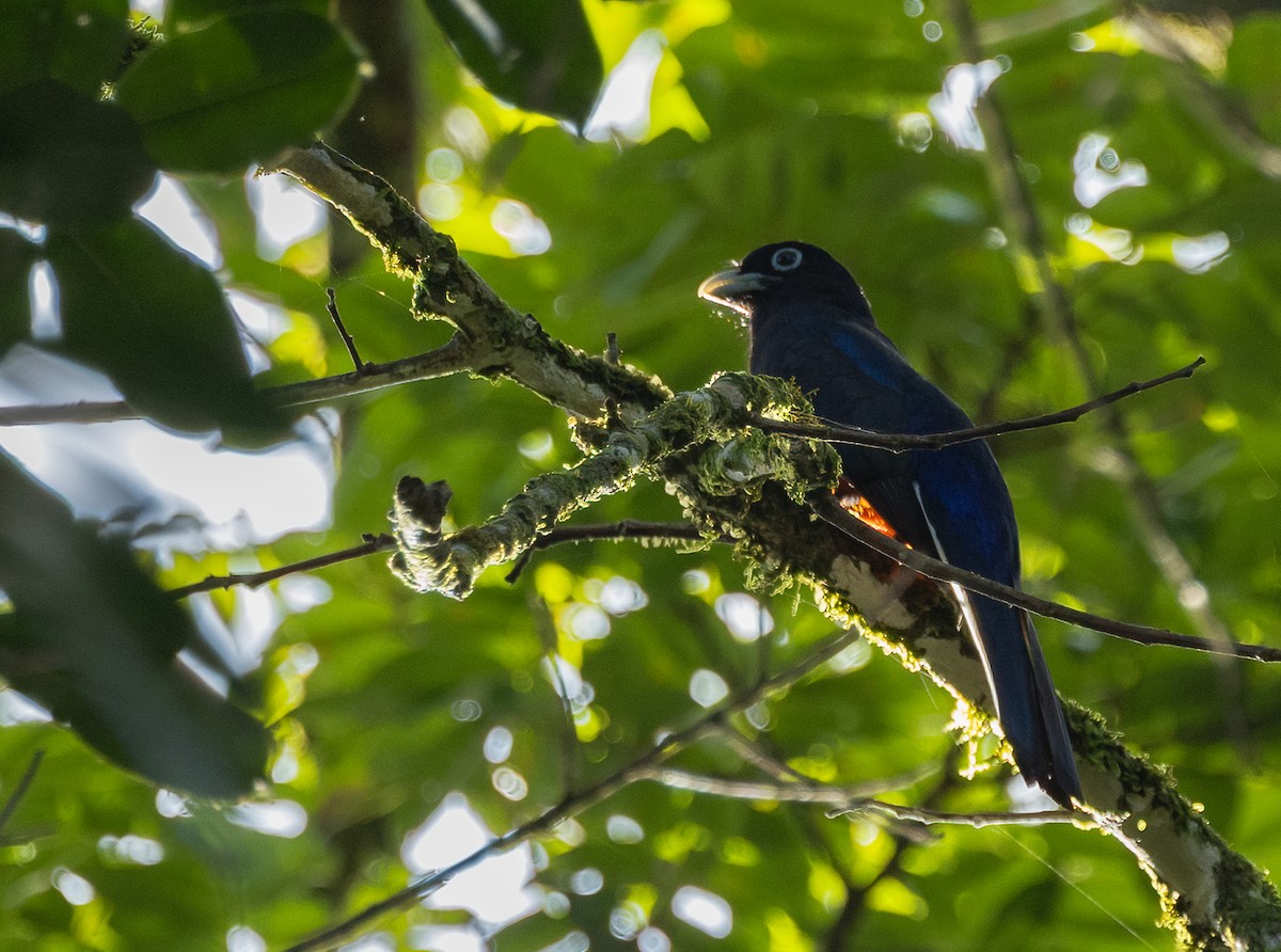 blåryggtrogon - ML649300185