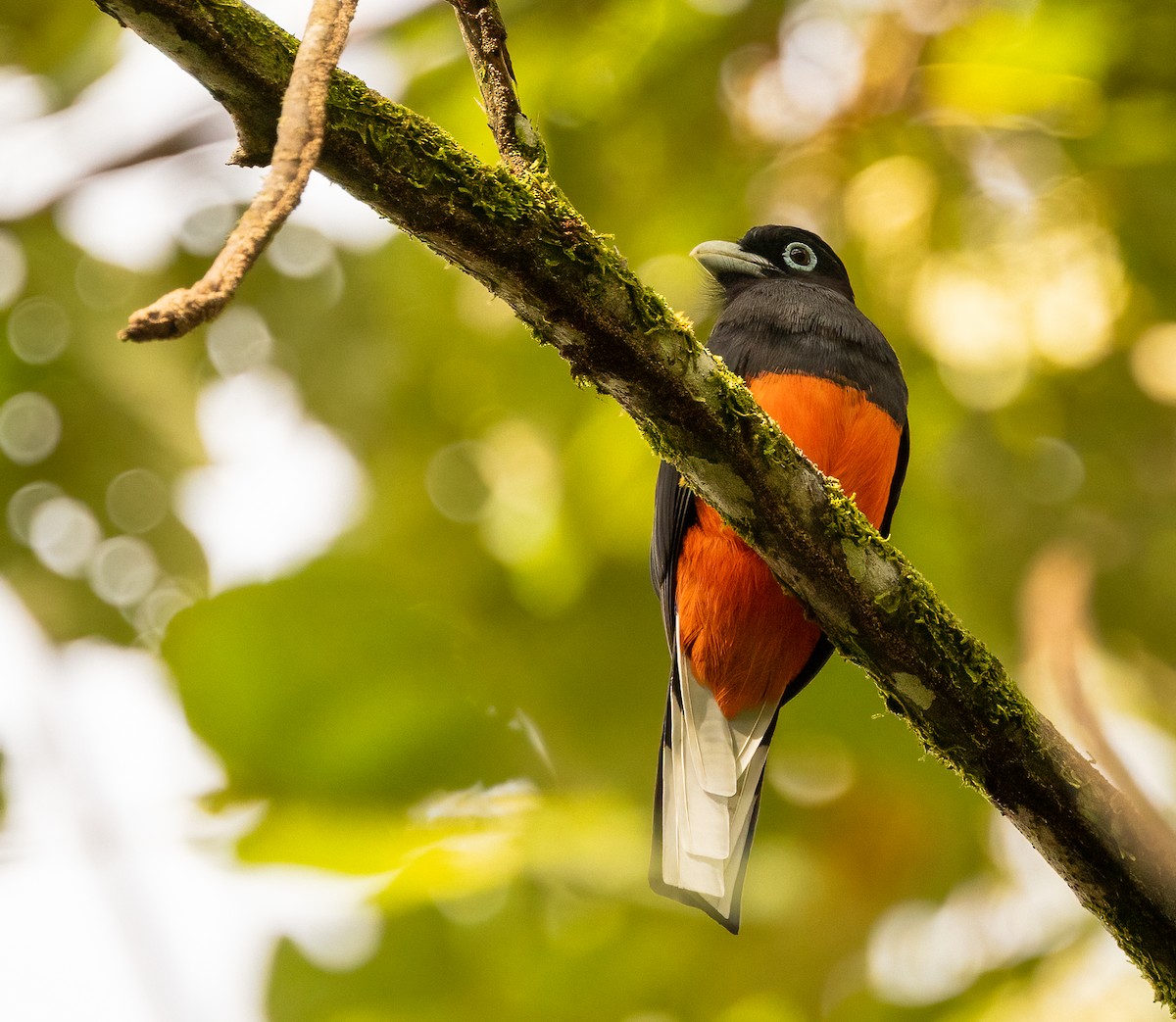 blåryggtrogon - ML649300208