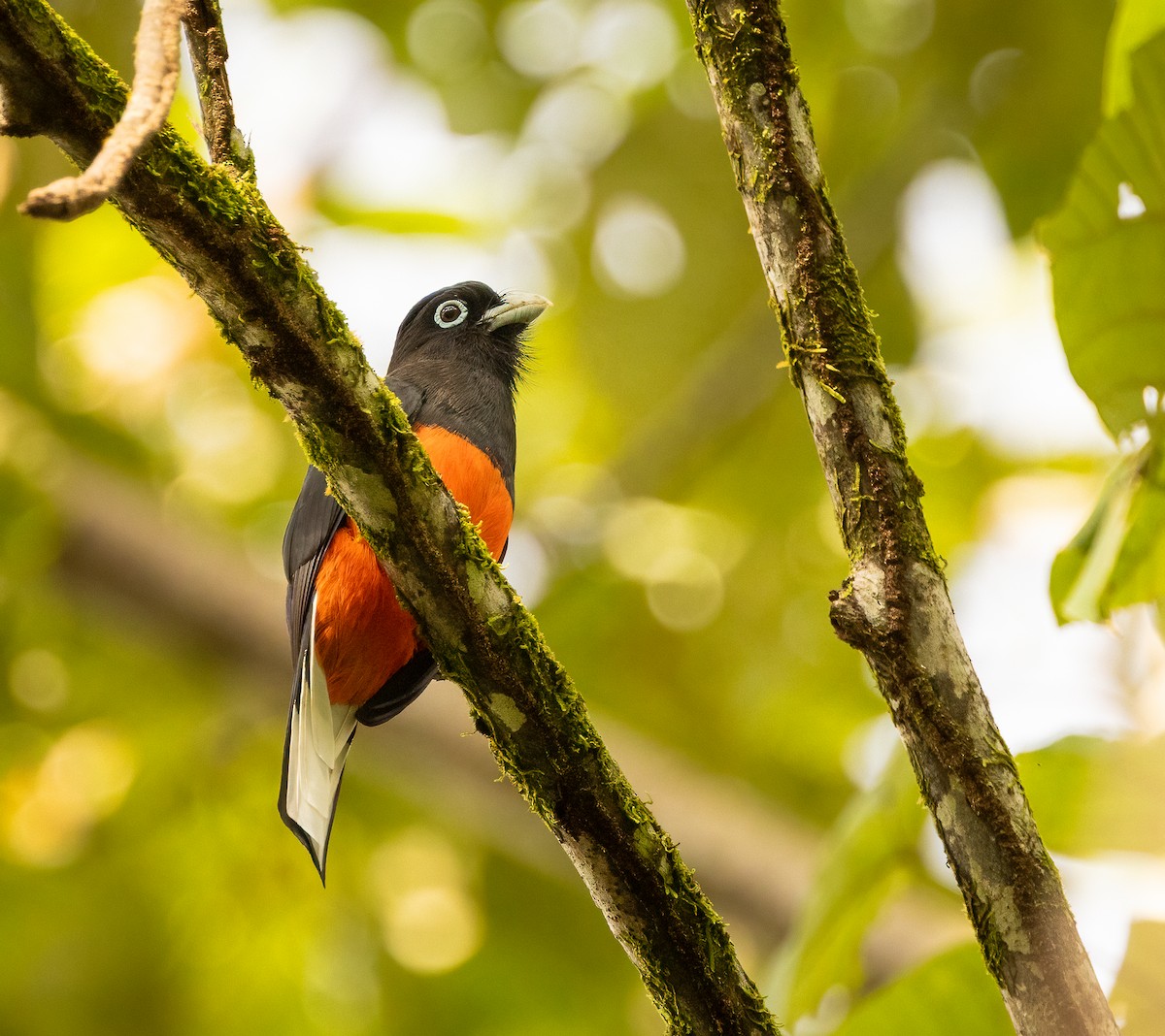 blåryggtrogon - ML649300209