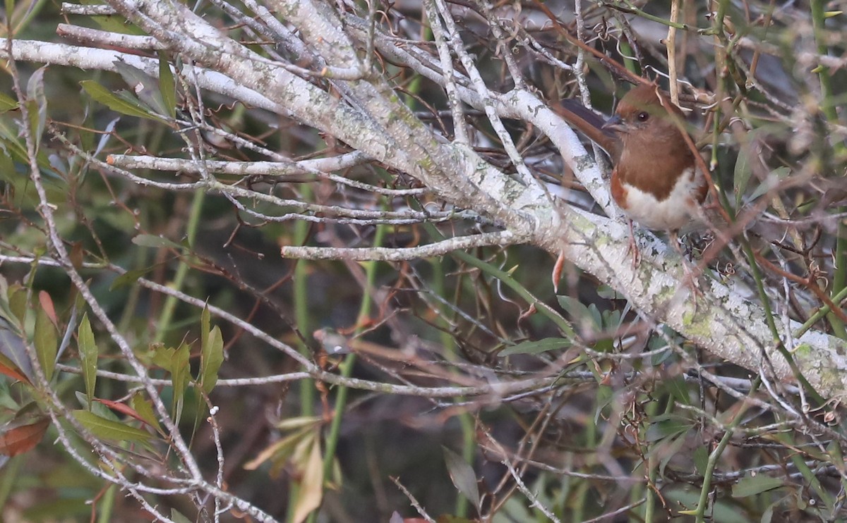 Eastern Towhee (Red-eyed) - ML649300223