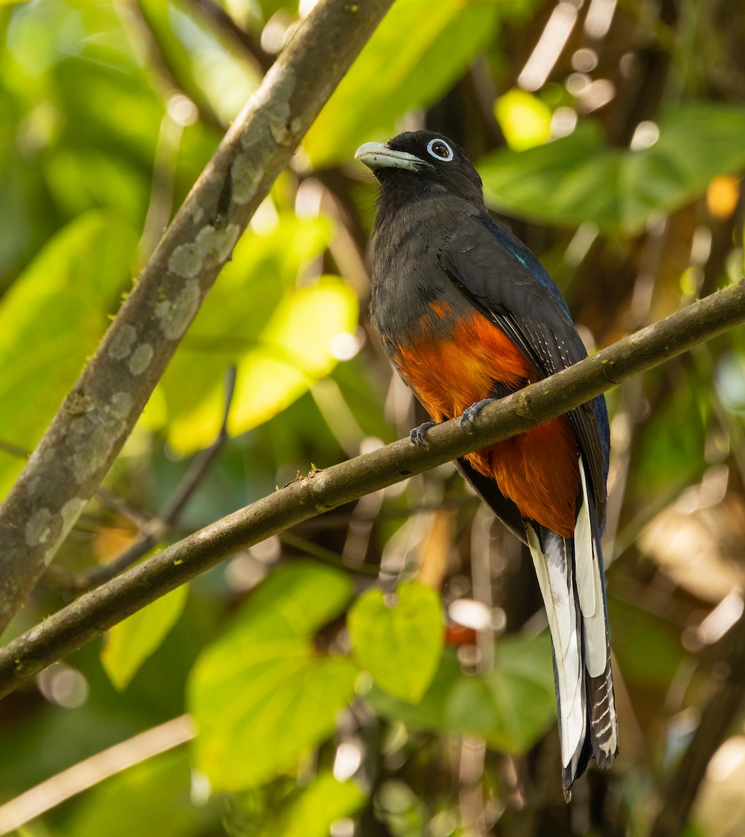 blåryggtrogon - ML649300225