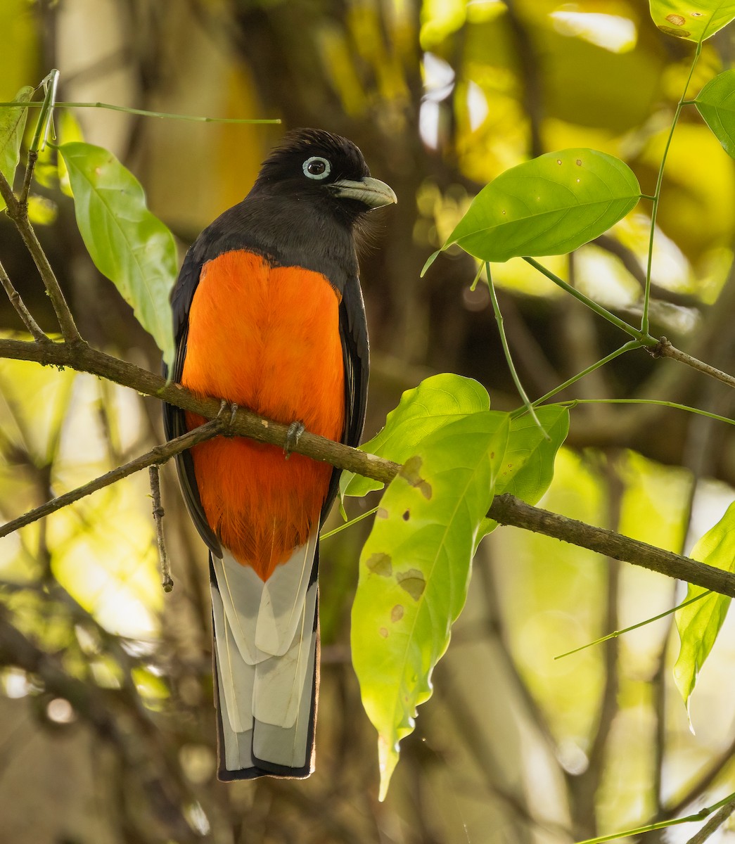 blåryggtrogon - ML649300226