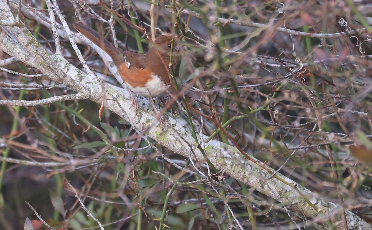 Eastern Towhee (Red-eyed) - ML649300227