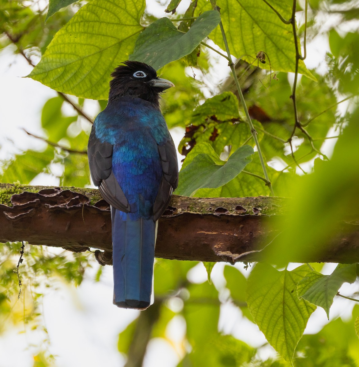 blåryggtrogon - ML649300304