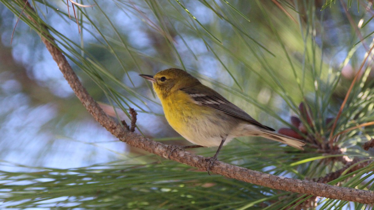 Paruline des pins - ML649300363