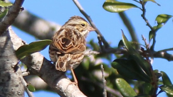 Bruant des prés - ML649300369