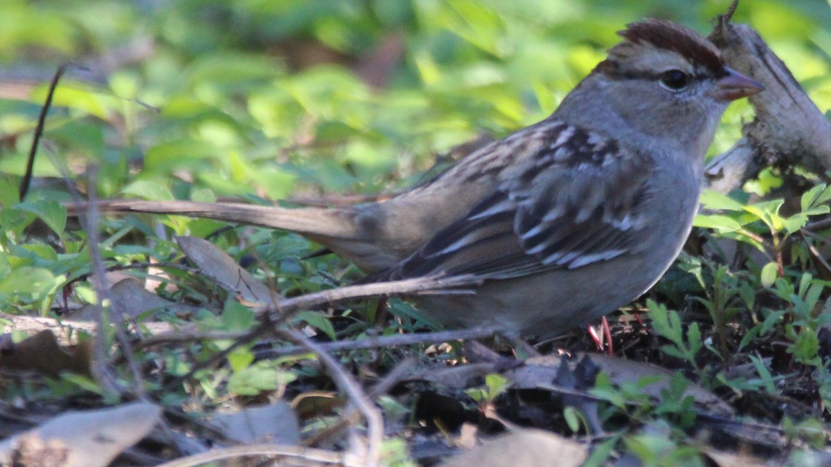 White-crowned Sparrow - ML649300387