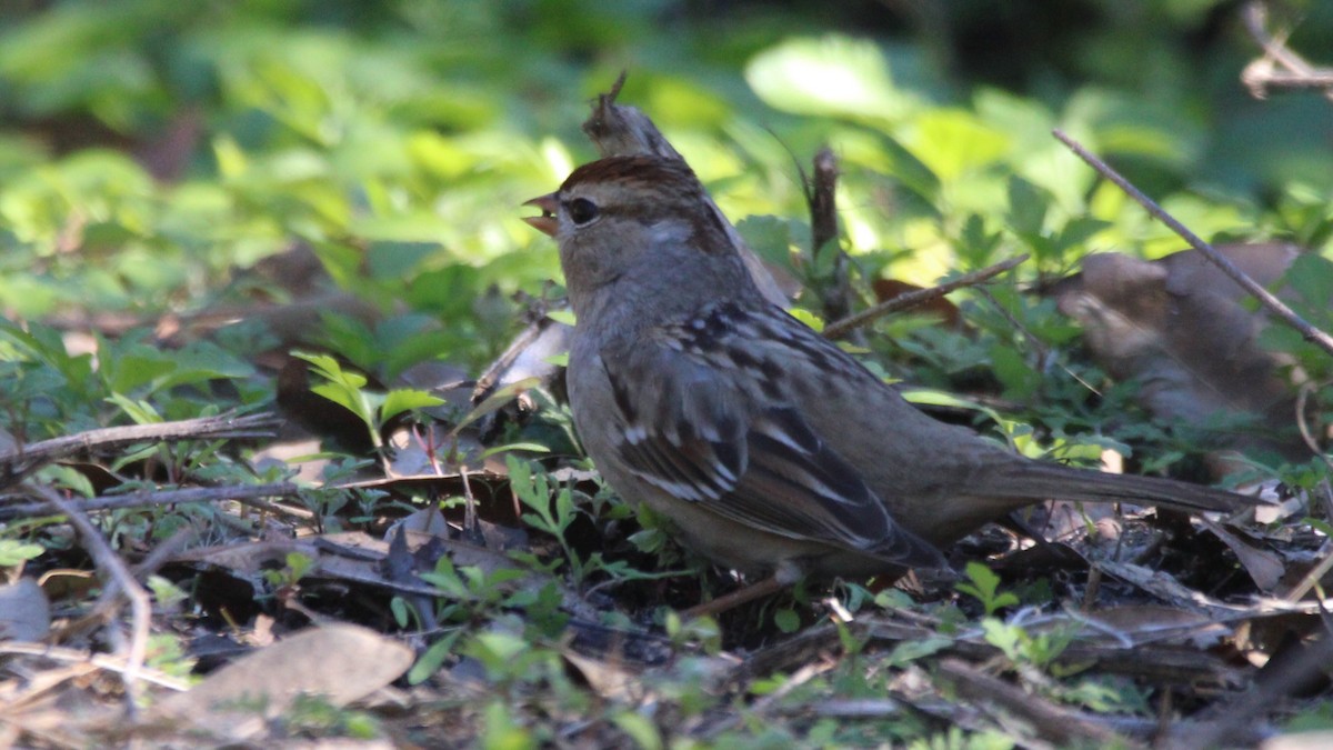 White-crowned Sparrow - ML649300388
