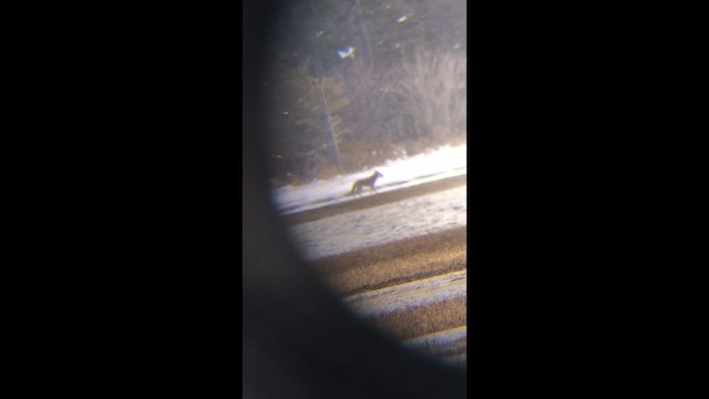 コヨーテ - ML649300489