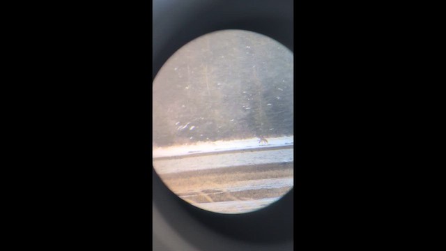 コヨーテ - ML649300490