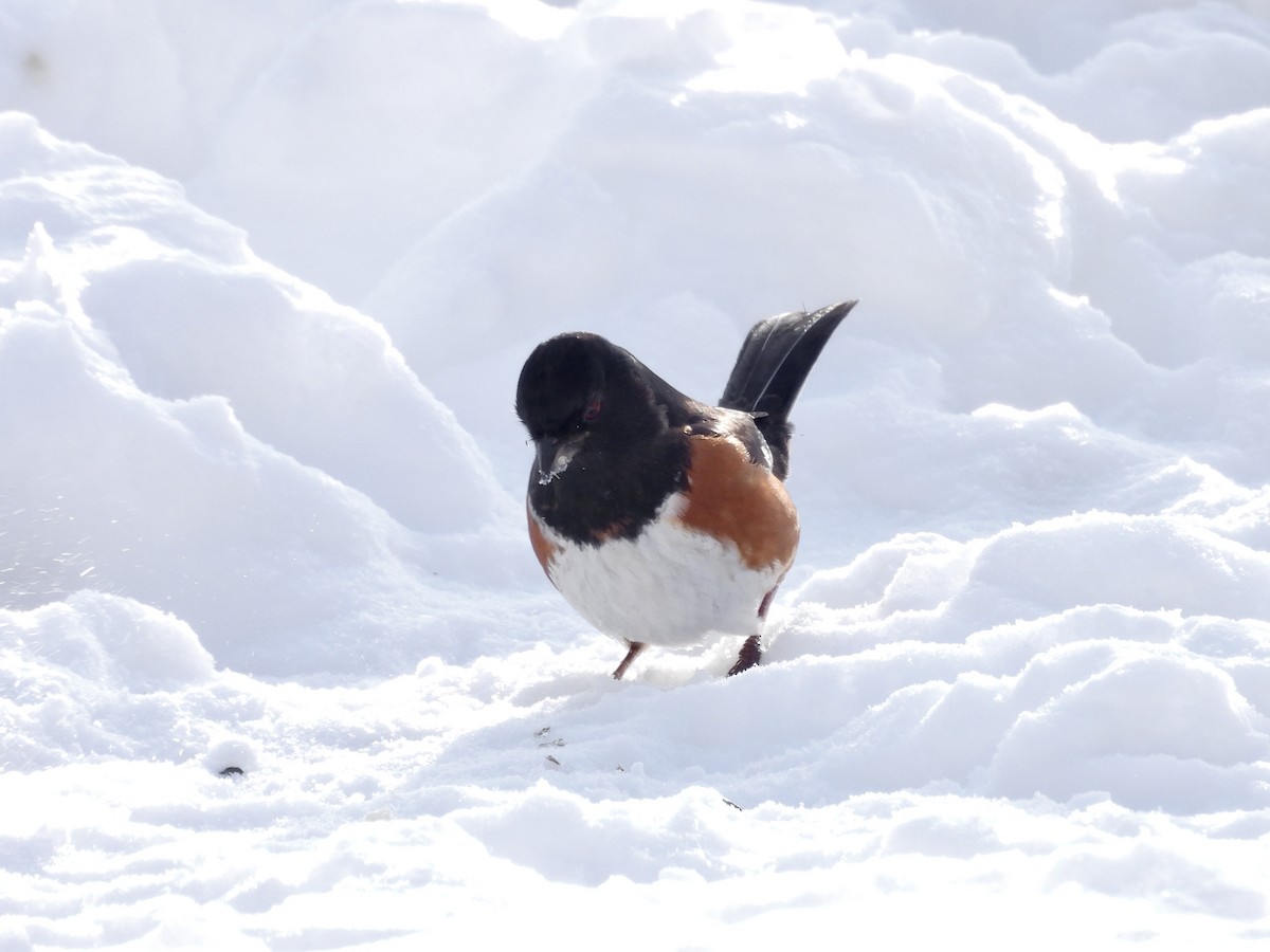 Eastern Towhee - ML649300518
