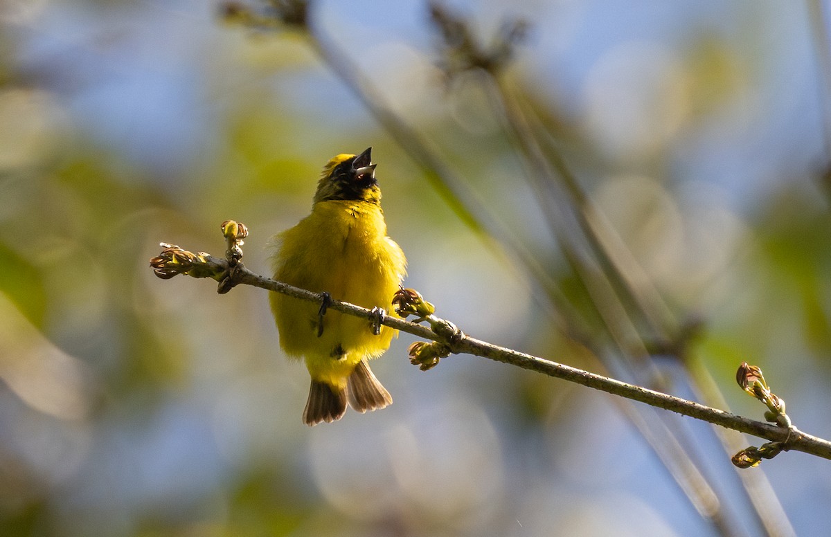 gulkroneeufonia - ML649300552