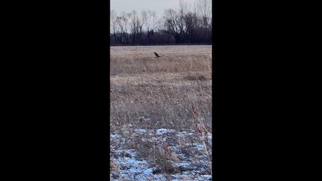 アメリカハイイロチュウヒ - ML649300640