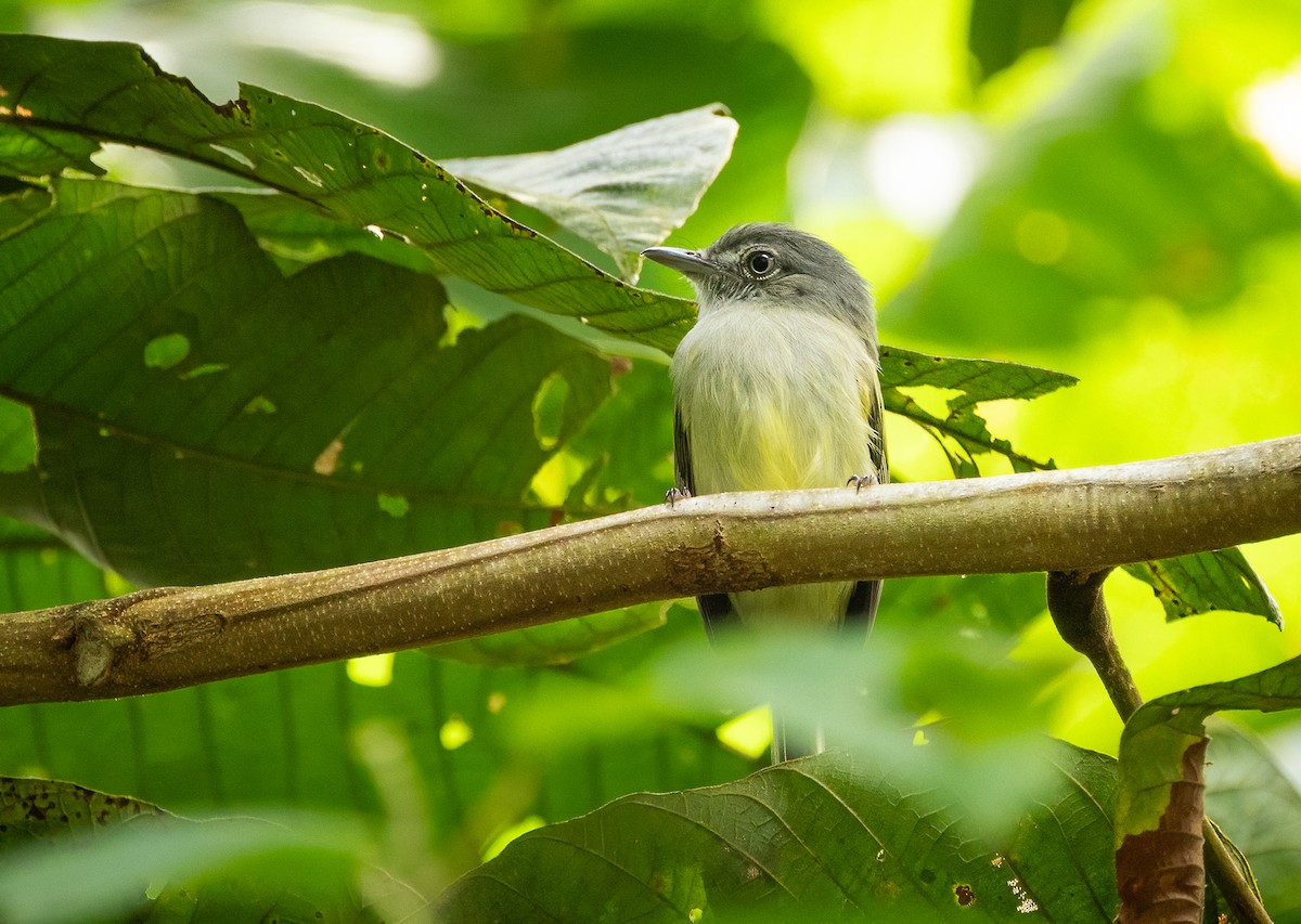 bladflatnebb - ML649300661