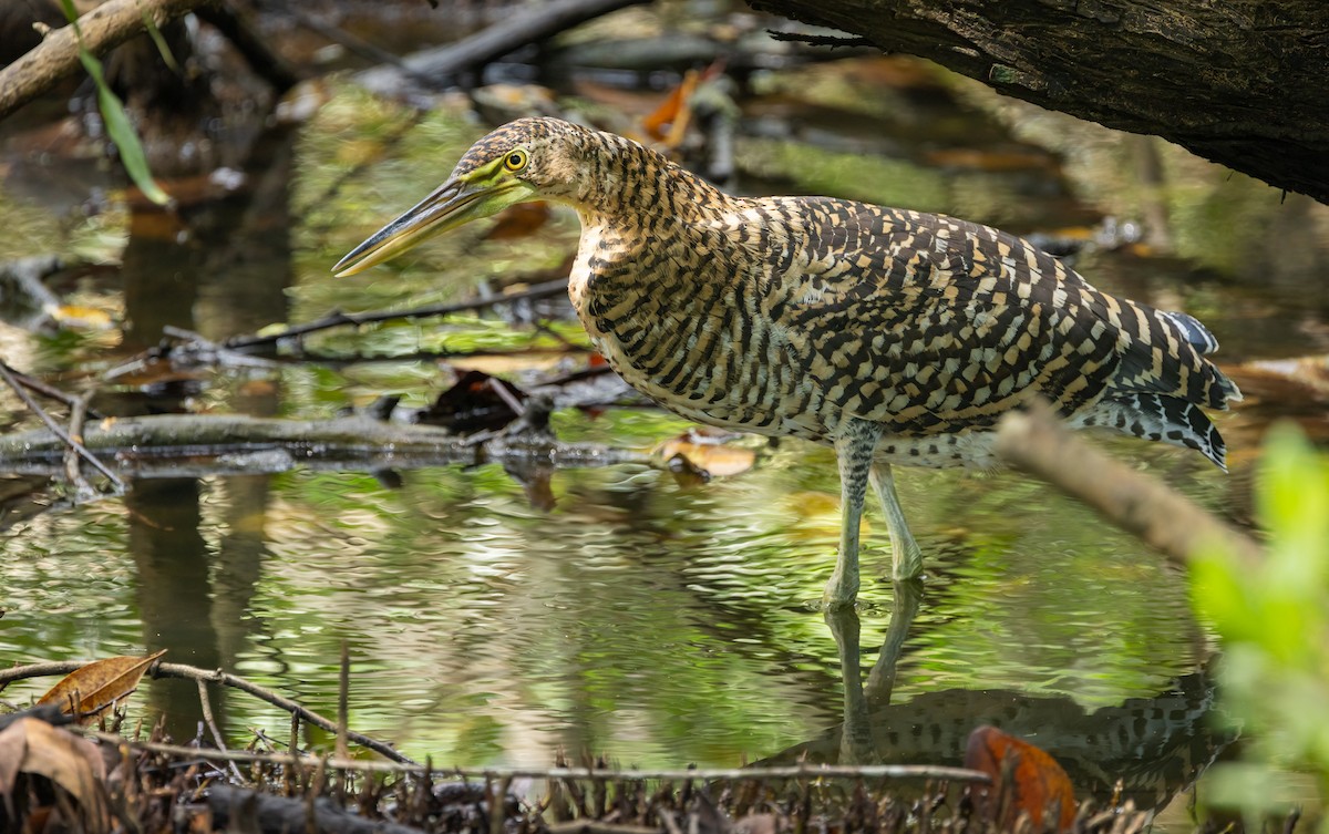 gråkinntigerhegre - ML649300733