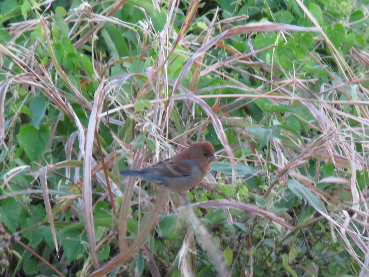 Blue Grosbeak - ML649300747