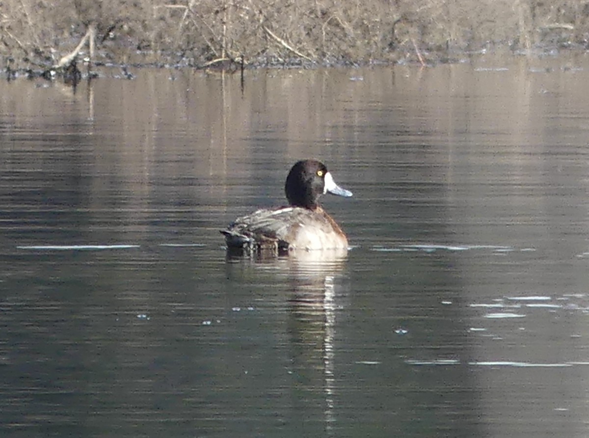 Greater Scaup - ML649300816