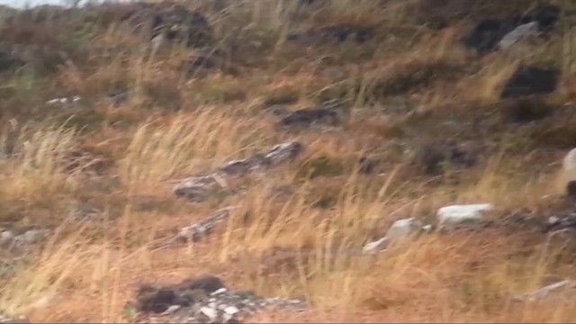 クロライチョウ - ML649300827