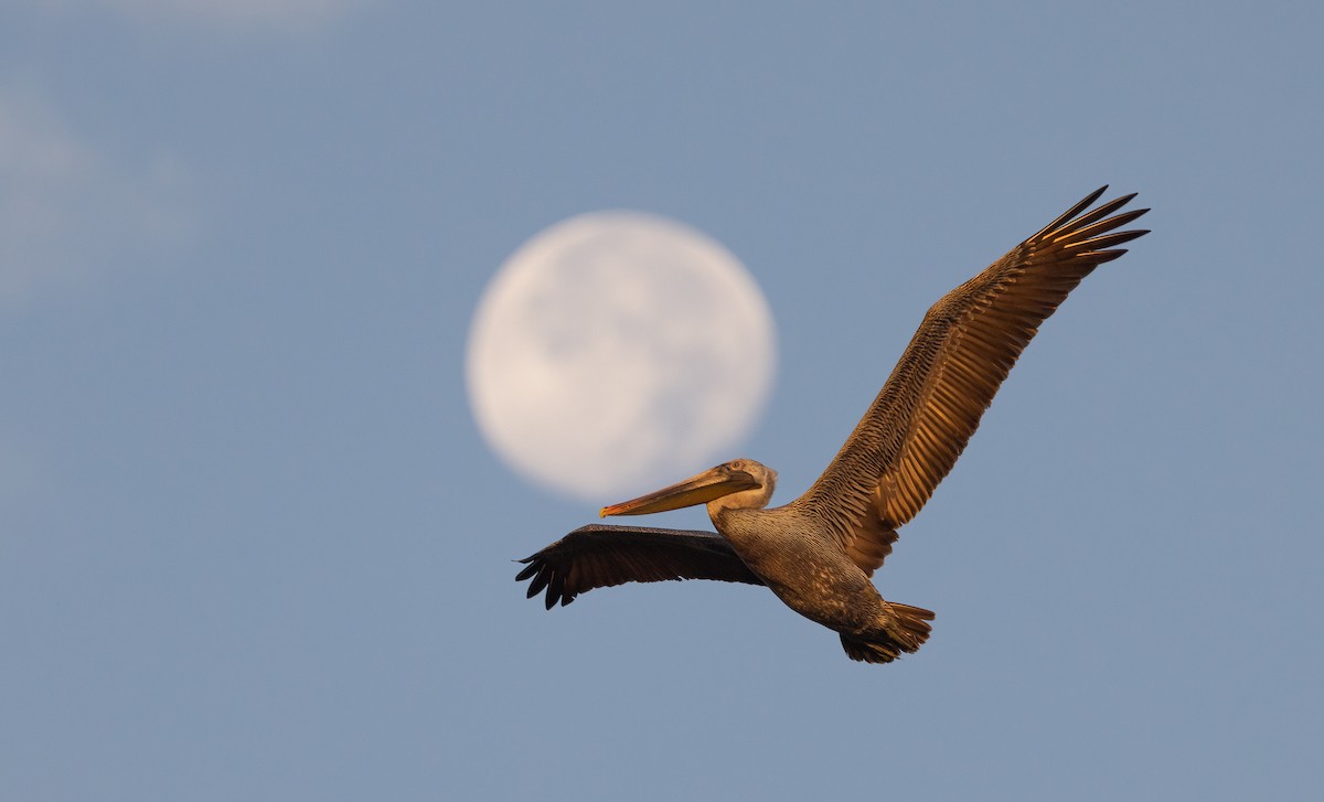 brunpelikan - ML649300828