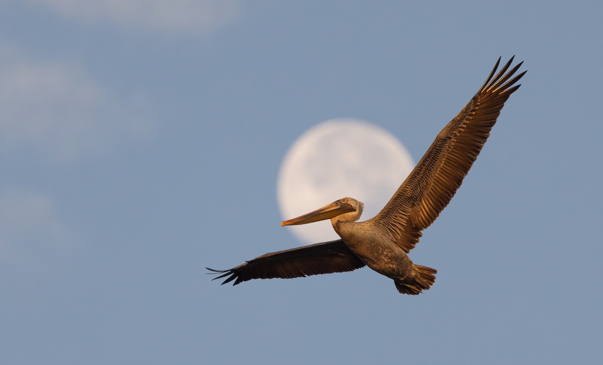 brunpelikan - ML649300829