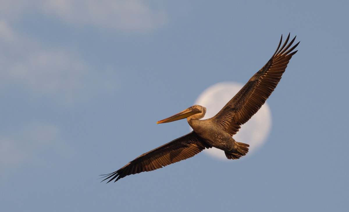 brunpelikan - ML649300830