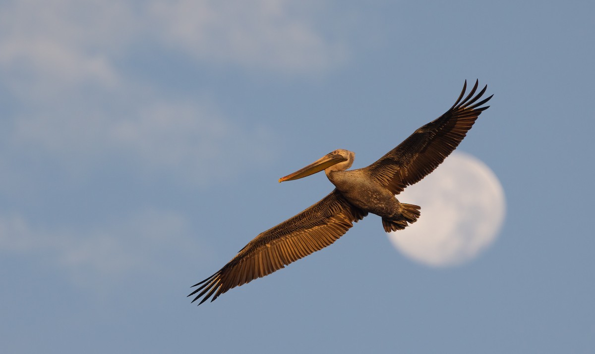 brunpelikan - ML649300831