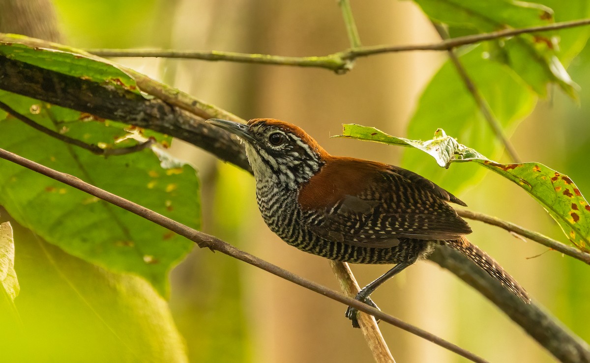 elvesmett - ML649300839