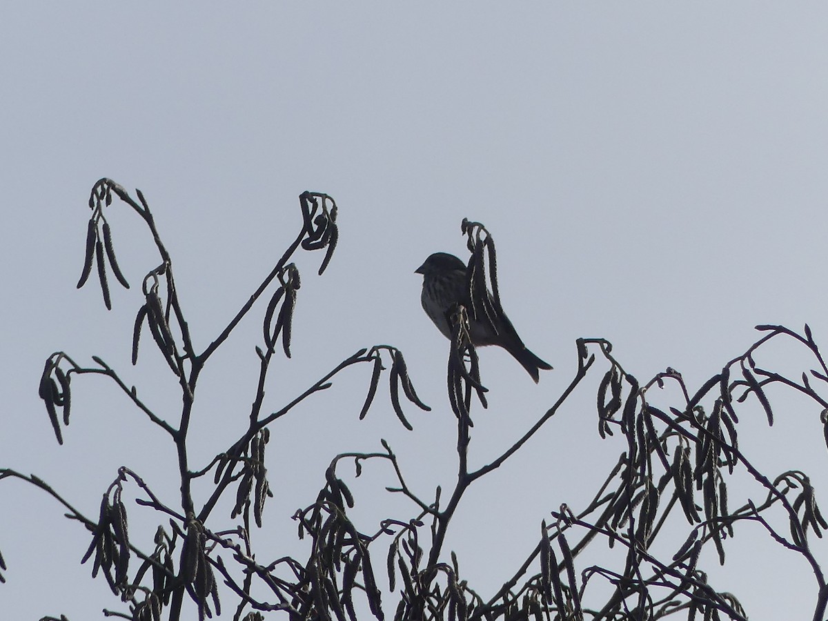 Purple Finch - ML649300840