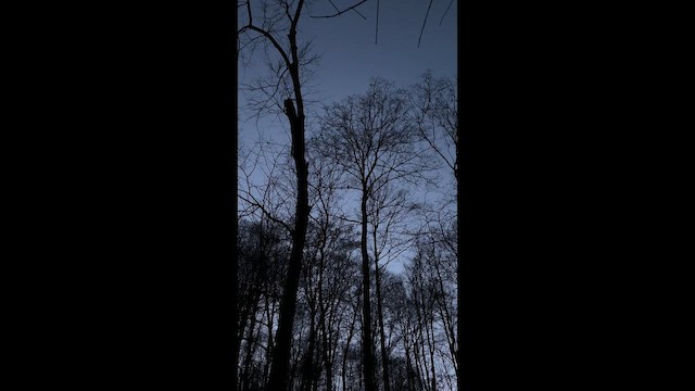 アメリカフクロウ - ML649300856