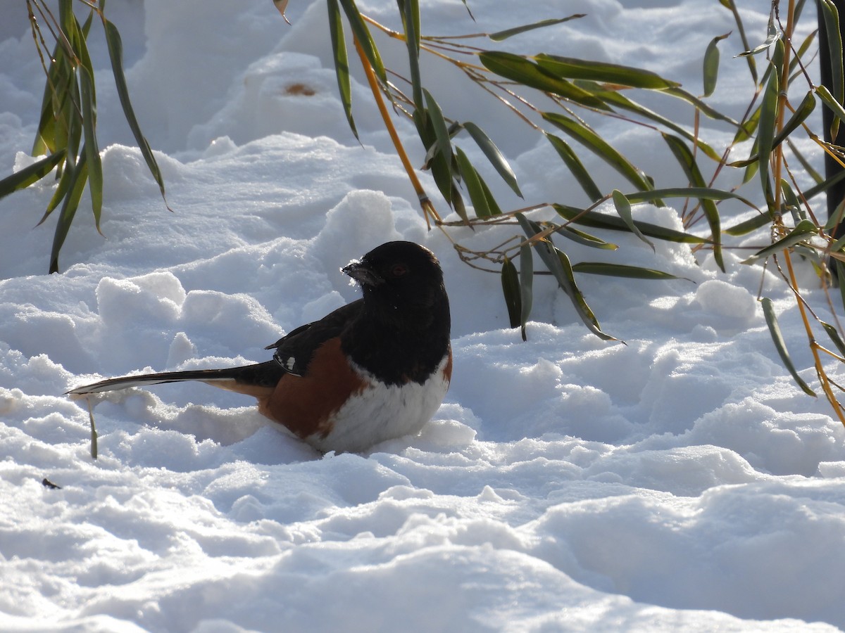 Eastern Towhee - ML649301001