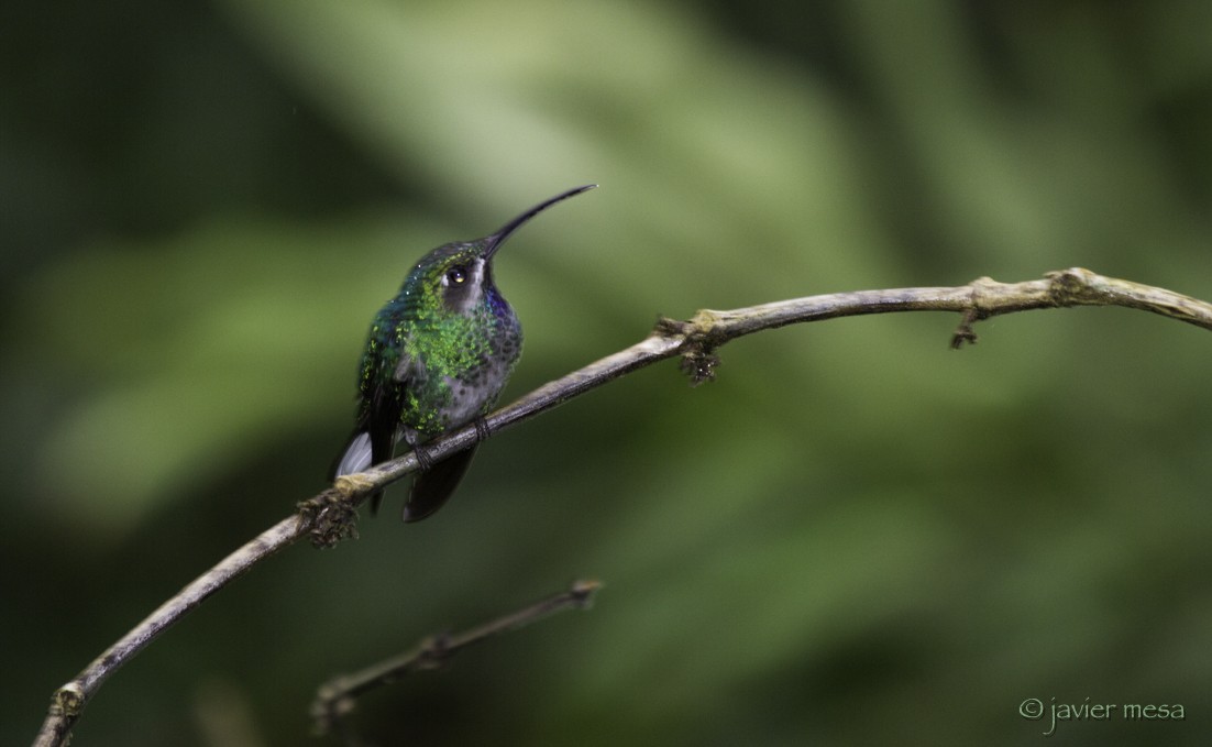 White-tailed Sabrewing - ML64930141