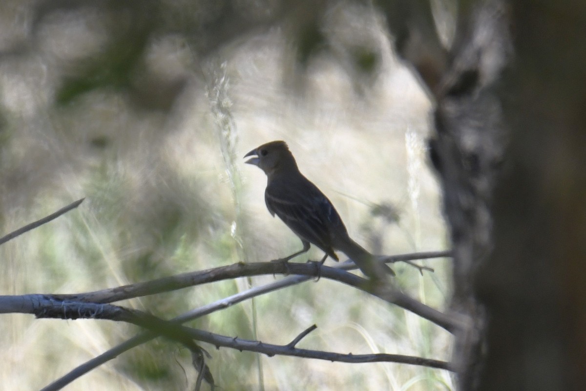 Blue Grosbeak - ML649301442