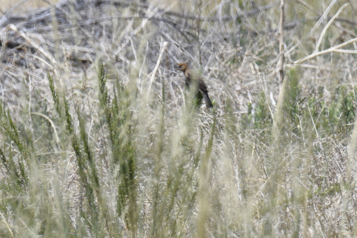 Blue Grosbeak - ML649301443