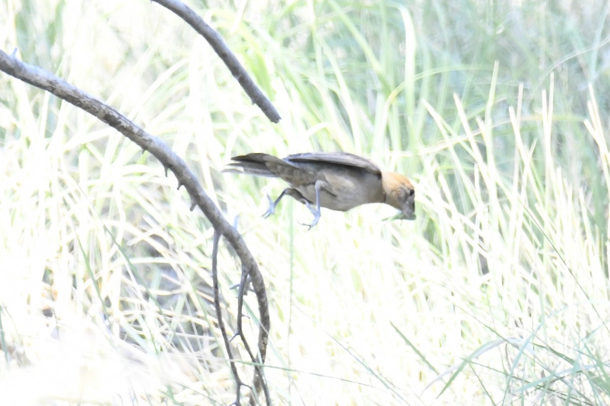 Blue Grosbeak - ML649301445