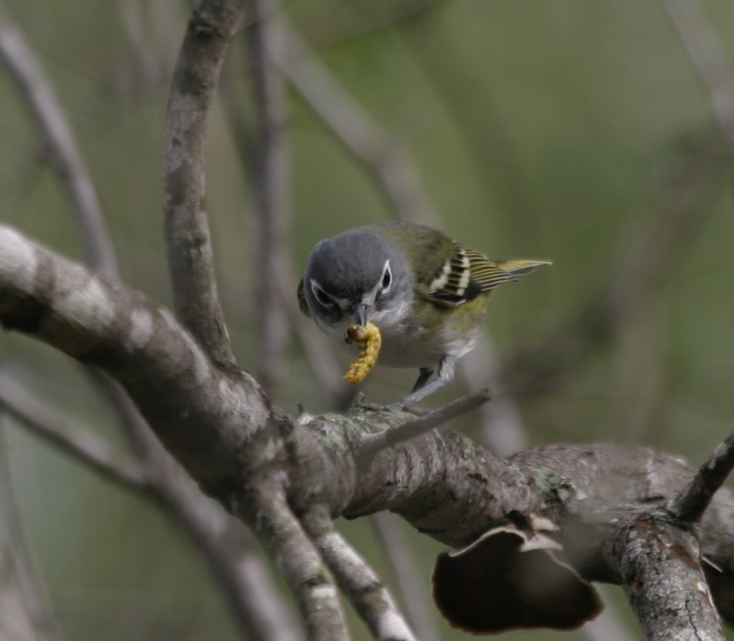 Graukopfvireo - ML649301493