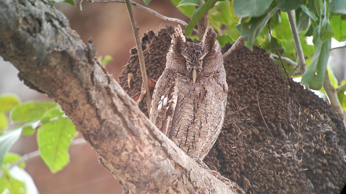 krattugle - ML649301885