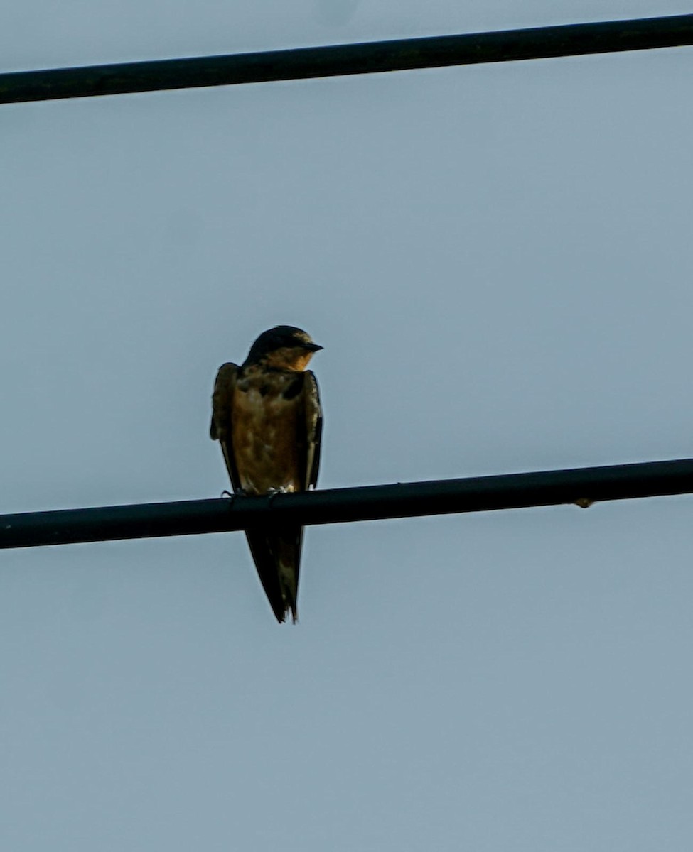 låvesvale - ML649302113