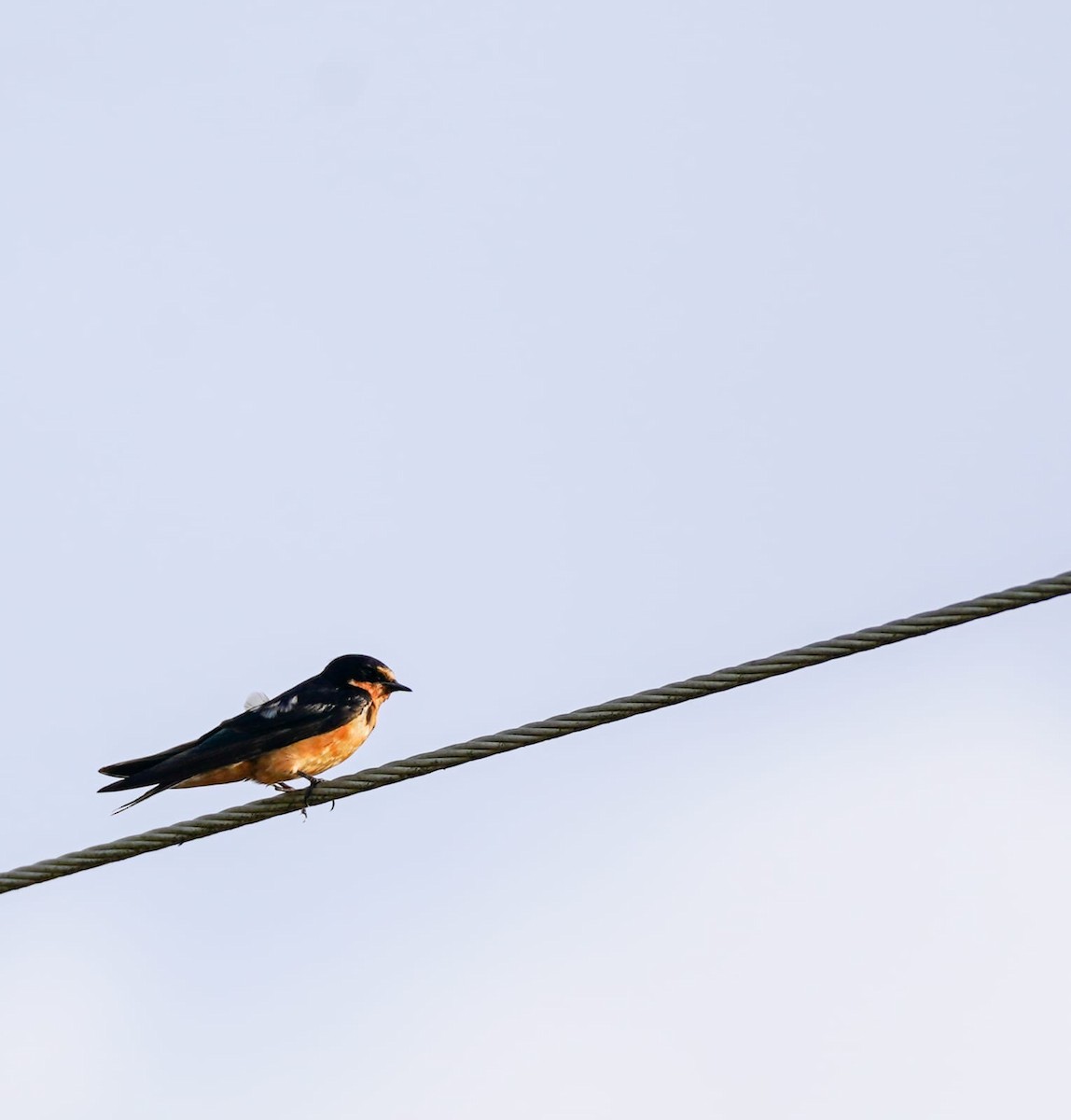 låvesvale - ML649302114