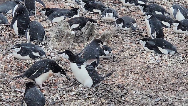 ヒゲペンギン - ML649302183