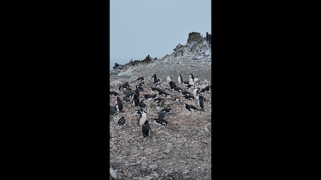 ヒゲペンギン - ML649302227