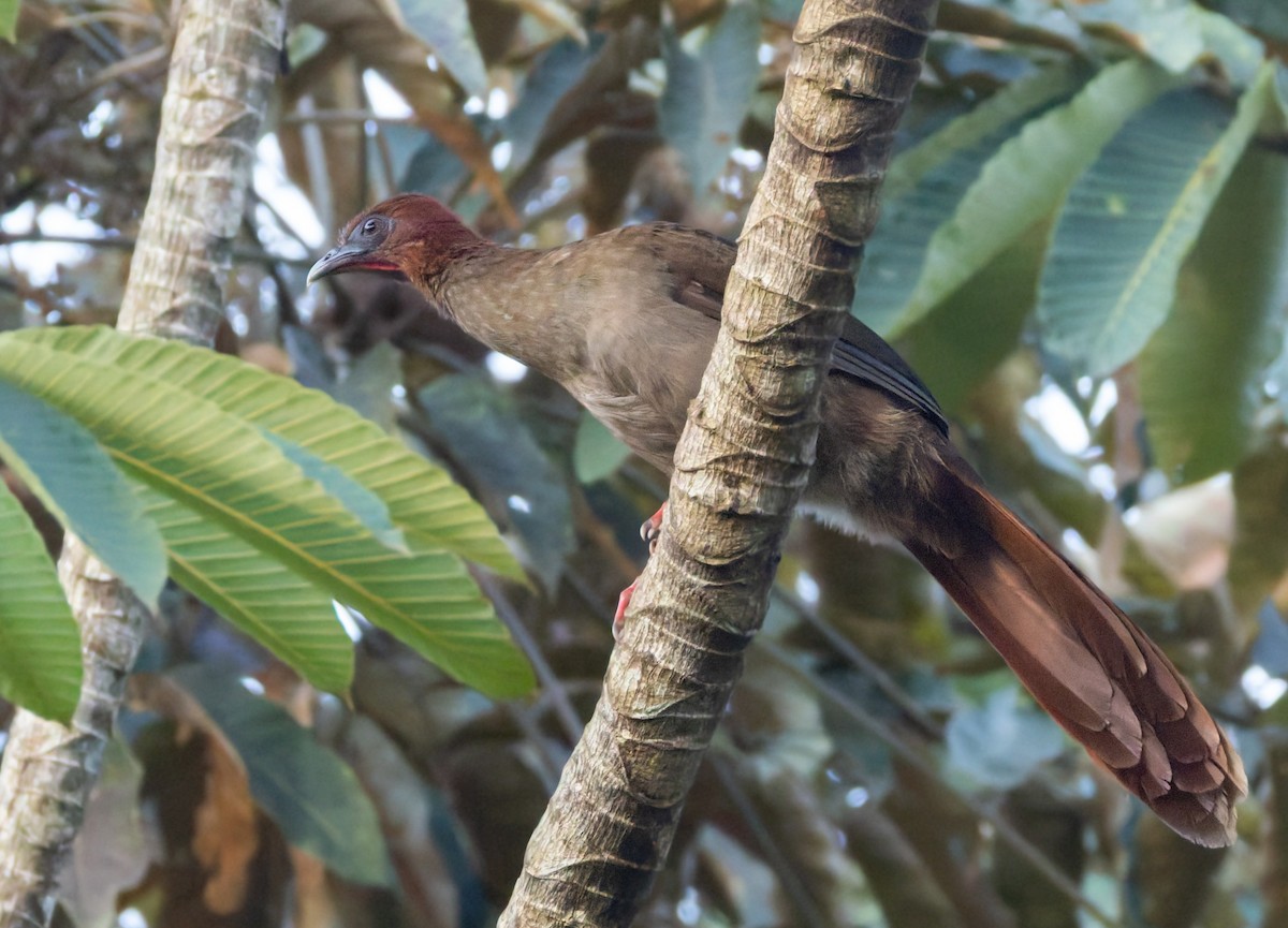 Малая чачалака - ML649302299