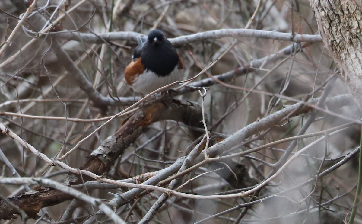 Eastern Towhee - ML649302347