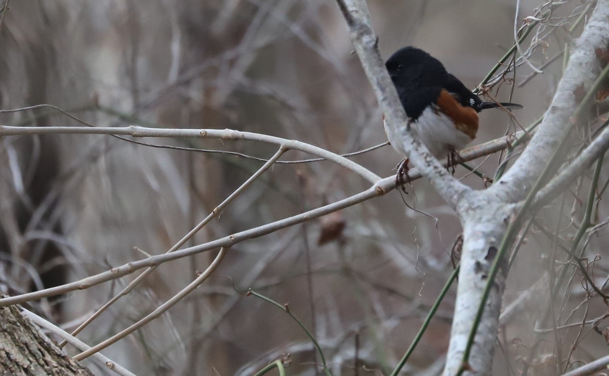 Eastern Towhee - ML649302349