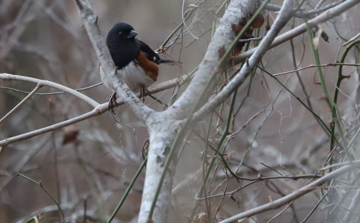 Eastern Towhee - ML649302361