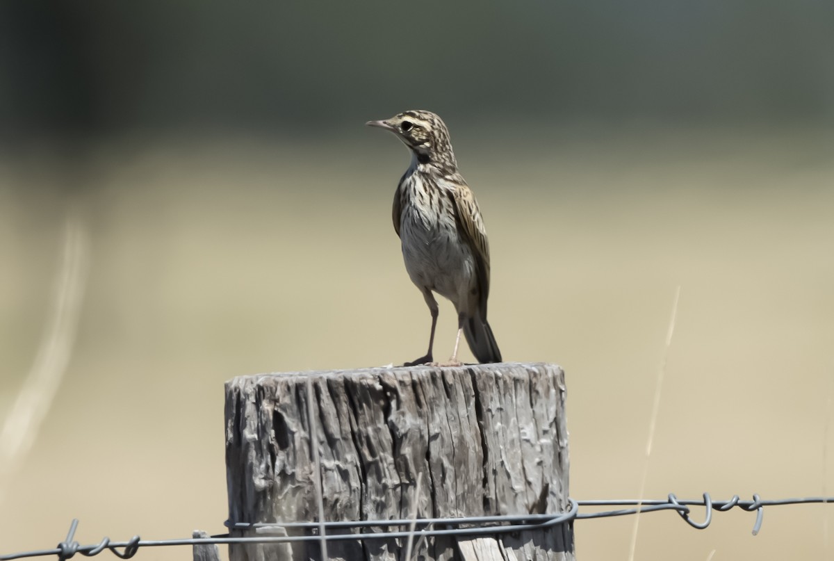 linduška australská - ML649302715