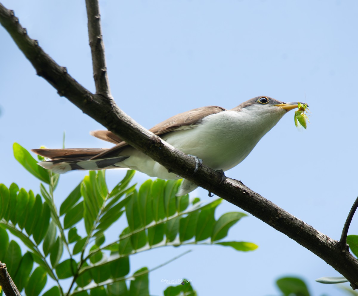 Yellow-billed Cuckoo - ML649302727