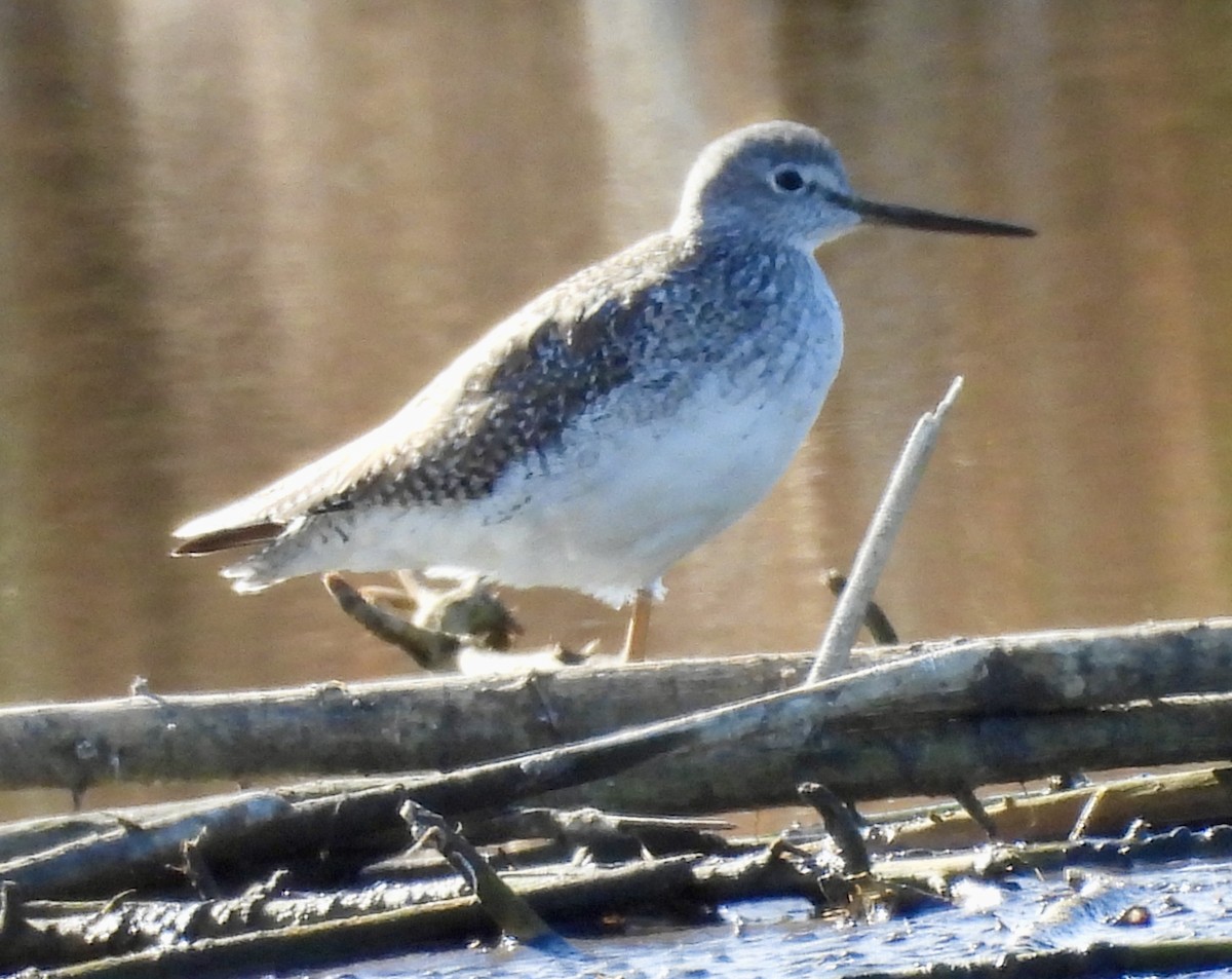 Greater Yellowlegs - ML649302842